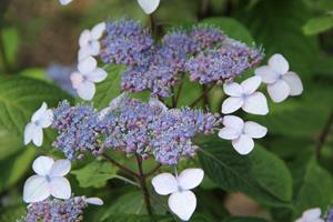 Tuinplant.nl Hortensia