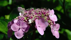 Tuinplant.nl Hortensia