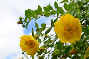 Tuinplant.nl Hertshooi