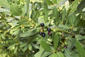 Tuinplant.nl Laurus