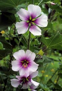 Tuinplant.nl Kaasjeskruid of Malva