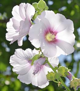 Tuinplant.nl Kaasjeskruid of Malva