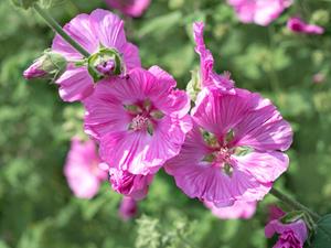 Tuinplant.nl Kaasjeskruid of Malva