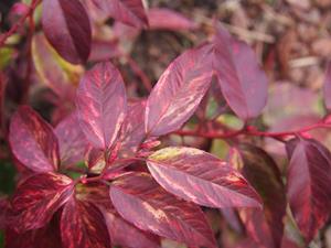 Tuinplant.nl Leucothoe
