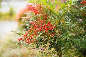 Tuinplant.nl Hemelse bamboe