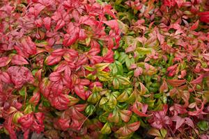 Tuinplant.nl Hemelse bamboe