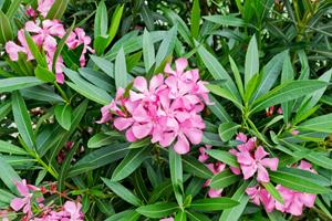 Tuinplant.nl Nerium