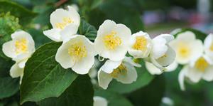 Tuinplant.nl Boerenjasmijn