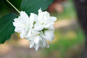 Tuinplant.nl Boerenjasmijn