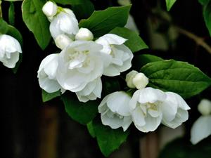 Tuinplant.nl Boerenjasmijn