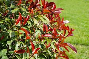 Tuinplant.nl Glansmispel