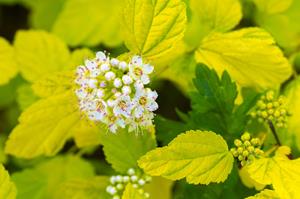 Tuinplant.nl Sneeuwbalspirea