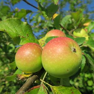 Tuinplant.nl Schone van Boskoop appel