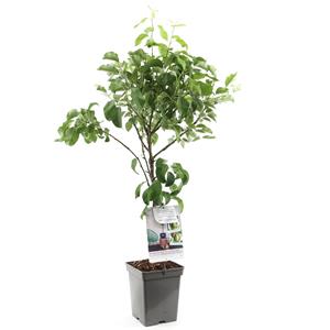 Tuinplant.nl Patio duo-perenboom