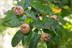 Tuinplant.nl Dikke Mispel haagvorm