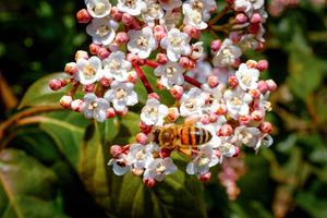 Tuinplant.nl Groenblijvende sneeuwbal