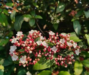 Tuinplant.nl Groenblijvende sneeuwbal