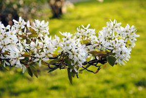 Tuinplant.nl Gewone krentenboompje