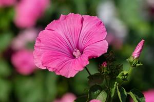 Tuinplant.nl Kaasjeskruid of Malva