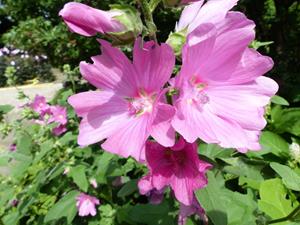 Tuinplant.nl Kaasjeskruid of Malva