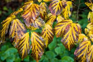 Tuinplant.nl Parrotia