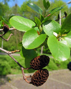 Tuinplant.nl Hartbladige els