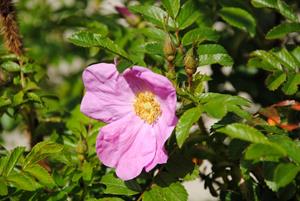 Tuinplant.nl Wilde roos
