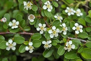 Tuinplant.nl Dwergmispel op stam