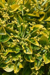 Tuinplant.nl Japanse kardinaalshoed op stam