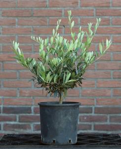 Tuinplant.nl Olijf struik