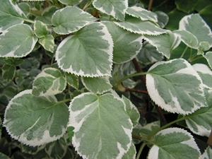 Tuinplant.nl Klimhortensia
