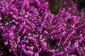 Tuinplant.nl Winterheide
