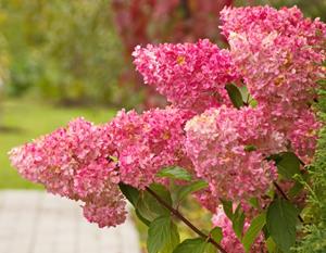 Tuinplant.nl Pluimhortensia