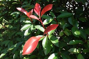 Tuinplant.nl Glansmispel op stam