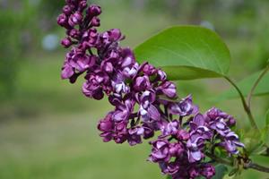Tuinplant.nl Sering op stam