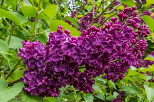 Tuinplant.nl Sering op stam