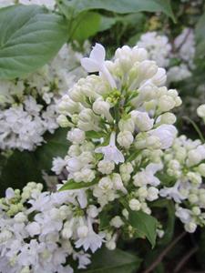 Tuinplant.nl Sering op stam