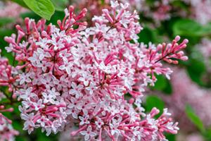 Tuinplant.nl Sering op stam