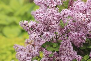 Tuinplant.nl Dwergsering op stam