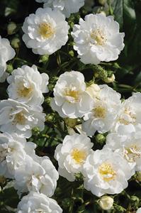 Tuinplant.nl Rambler roos