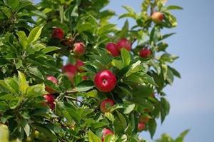 Tuinplant.nl Braeburn appel