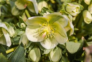 Tuinplant.nl Nieskruid