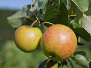 Tuinplant.nl James Grieve appel