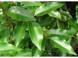 Tuinplant.nl Portugese leilaurier