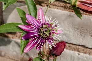 Tuinplant.nl Passiebloem