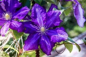 Tuinplant.nl bosrank