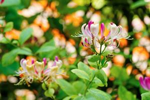 Tuinplant.nl Groenblijvende kamperfoelie