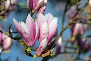 Tuinplant.nl Beverboom