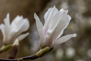 Tuinplant.nl Beverboom