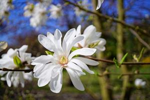 Tuinplant.nl Stermagnolia